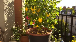 Citronnier qui ne donne rien : ce déchet de cuisine à enterrer au pied le couvre enfin de fruits