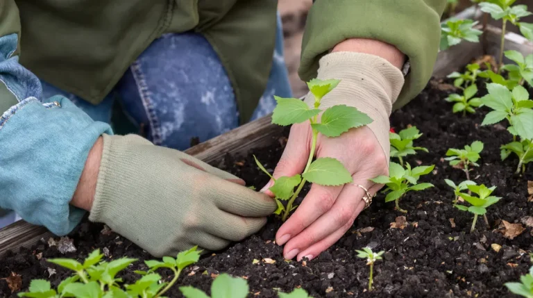 Elle passe tout l’hiver dehors et finit dans vos assiettes : la plante qu’on devrait tous semer au jardin