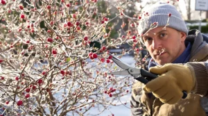 Avertissement à tous les jardiniers : vos érables japonais au jardin montrent ce signal à surveiller