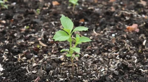 Fraises : ce que les anciens faisaient toujours en février pour leurs plants (et pourquoi)