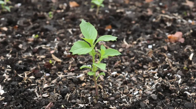 Fraises : ce que les anciens faisaient toujours en février pour leurs plants (et pourquoi)