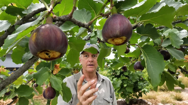 Frelon asiatique : cet arbre fruitier attire vraiment les frelons au jardin, mieux vaut le savoir