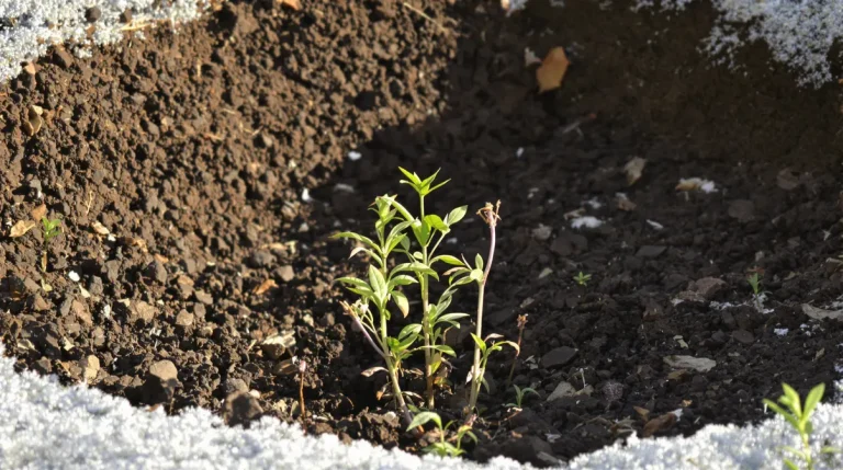 Le fruitier le plus simple du jardin : même sans main verte, ça marche vraiment