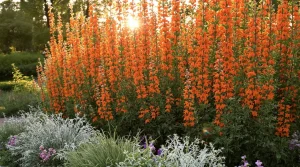 À planter ce printemps, cette vivace transforme un simple massif en décor de jardin d’exception