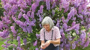 Votre lilas révèle exactement quand planter les pommes de terre ce printemps